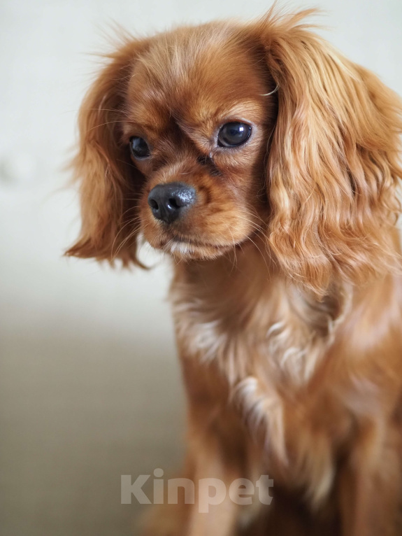 Собаки в Воронеже: Кавалер кинг Чарльз спаниель Девочка, Бесплатно - фото 4