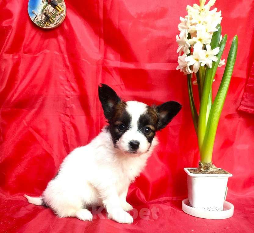 Собаки в Красноармейске: Щенки папийона Мальчик, 30 000 руб. - фото 6