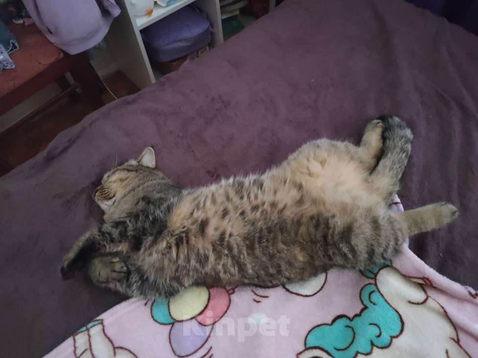 Кошки в Кирове: Отдам кошечку в добрые руки Девочка, Бесплатно - фото 4