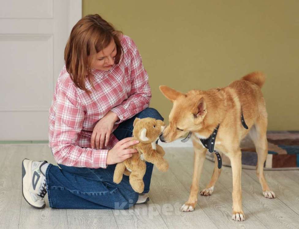 Собаки в Москве: Рыжая маленькая лисичка Фокси в добрые руки Девочка, 1 руб. - фото 8