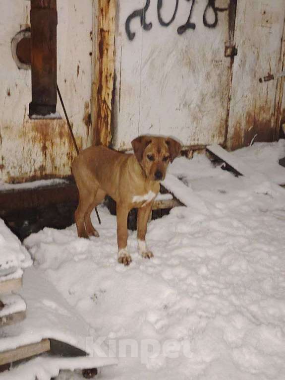Собаки в Новосибирске: Пристрой. Нужны родители двум малышкам, РИДЖБЕКИ Девочка, 1 000 руб. - фото 3