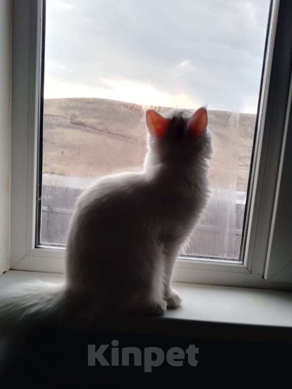 Кошки в других городах Красноярского края: !!!Потерялась кошка Полли!!!  Девочка, Бесплатно - фото 2