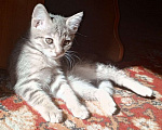 Кошки в Новокузнецке: Котята в добрые руки Девочка, Бесплатно - фото 1