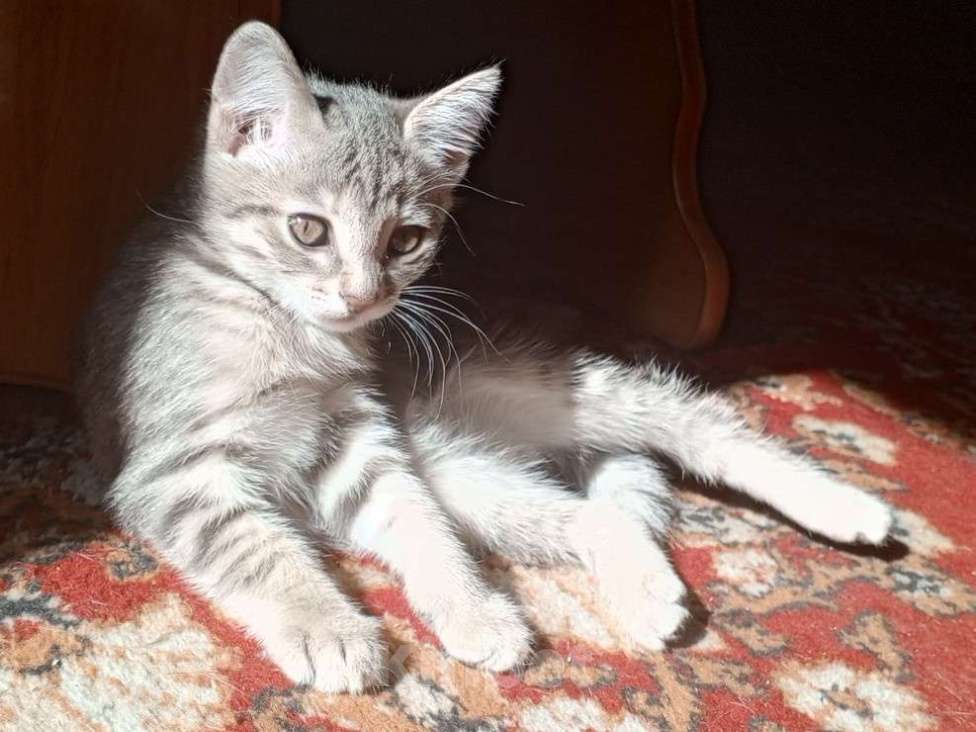 Кошки в Новокузнецке: Котята в добрые руки Девочка, Бесплатно - фото 1
