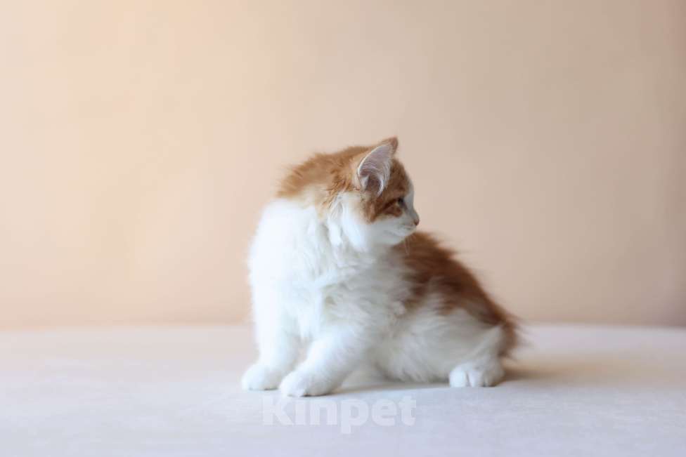 Кошки в Серпухове: Фиалка Русские Цветы Курильский Бобтейл Девочка, 50 000 руб. - фото 2