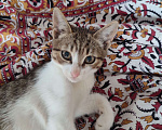 Кошки в Сергиеве Посаде: Очень ласковый умняшка ищет хозяина  Мальчик, 100 руб. - фото 4