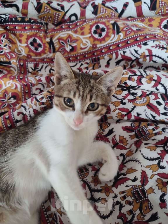 Кошки в Сергиеве Посаде: Очень ласковый умняшка ищет хозяина  Мальчик, 100 руб. - фото 4