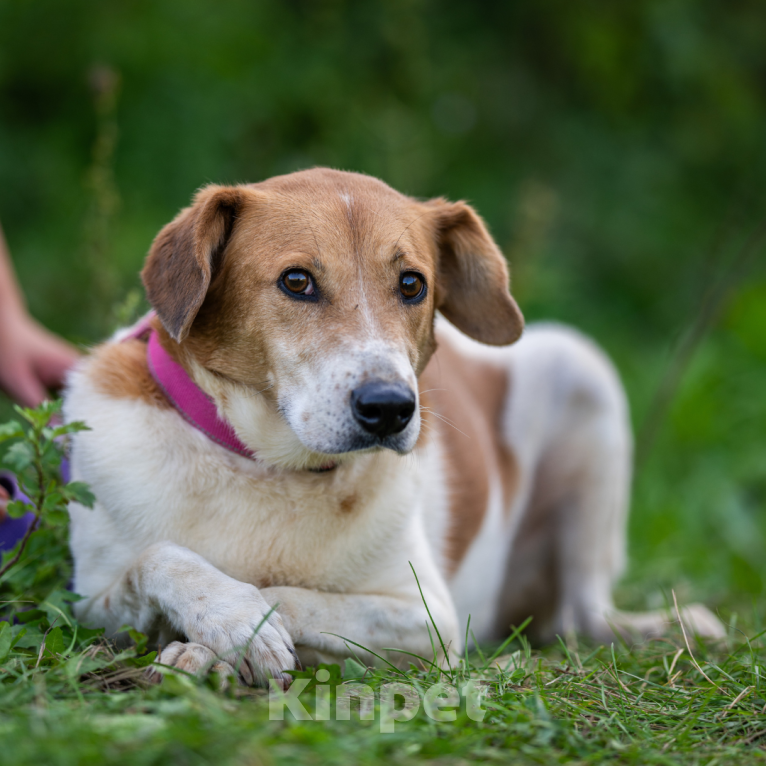 Собаки в Москве: Лаура Девочка, Бесплатно - фото 3