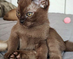 Кошки в Мытищах: Мальчик Тайсон ( окрас соболь) Мальчик, 60 000 руб. - фото 3