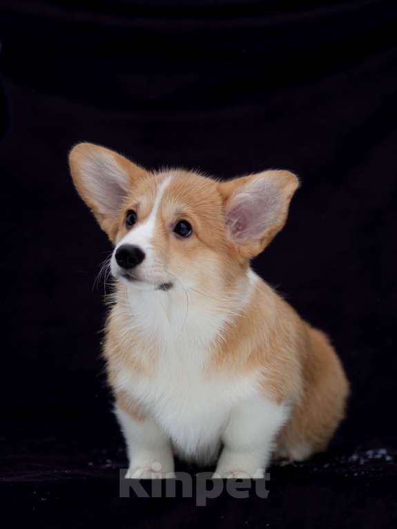 Собаки в Новосибирске: Щенок вельш корги пемброк Девочка, Бесплатно - фото 4