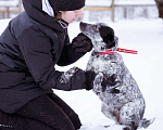 Собаки в Москве: Метис в добрые руки! Девочка, Бесплатно - фото 5
