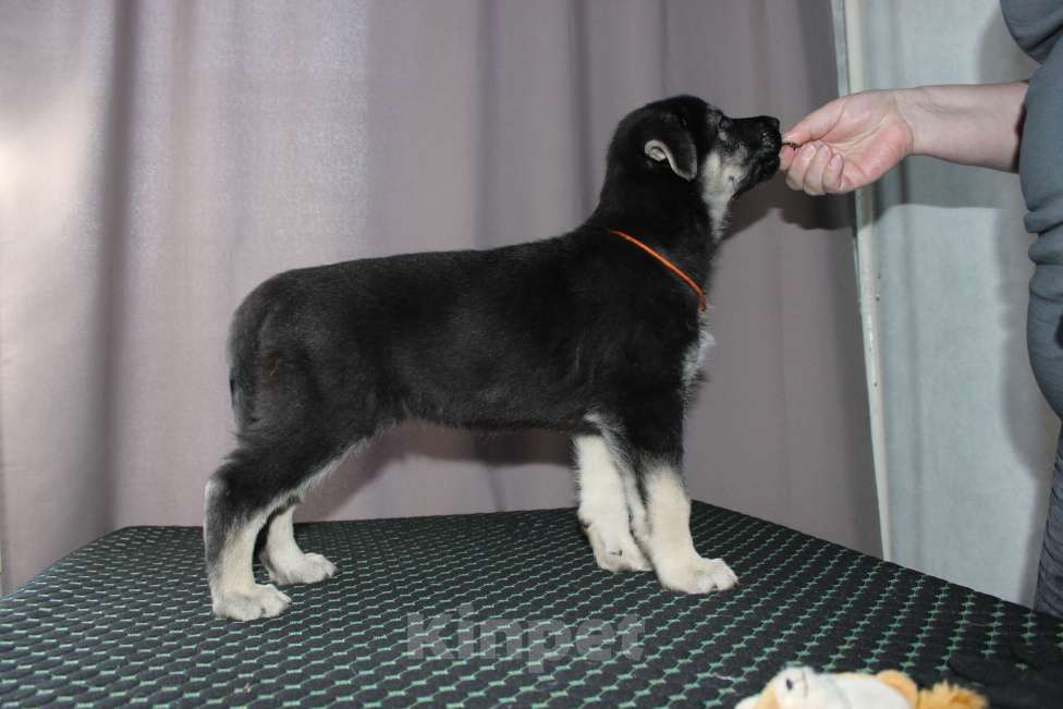 Собаки в Красноярске: Щенок ВЕО Нуар Леди Девочка, Бесплатно - фото 6