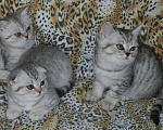 Кошки в Калуге: Шотландский кот для вязки с редким окрасом, 1 700 руб. - фото 3