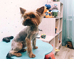 Собаки в Саратове: Вязка мини Йорк, 1 500 руб. - фото 6