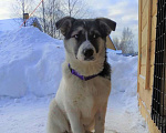 Собаки в Домодедово: Сибирская девочка 6 мес. в добрые руки Девочка, Бесплатно - фото 1