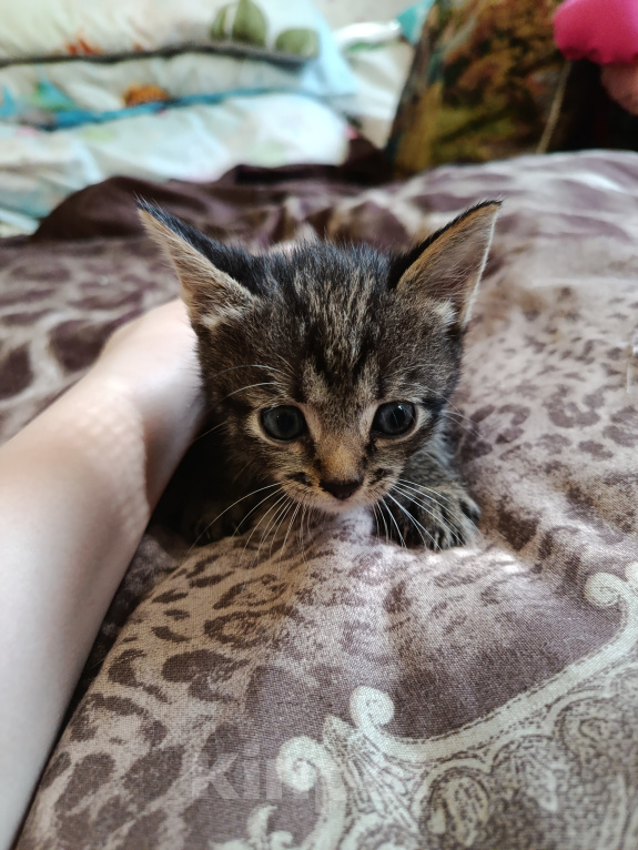 Кошки в Воронеже: Котёнок в добрые руки Мальчик, Бесплатно - фото 2
