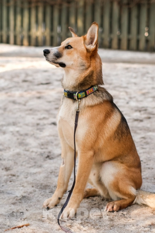 Собаки в Санкт-Петербурге: Собаки из приюта: нежный молодой Рей Мальчик, Бесплатно - фото 4