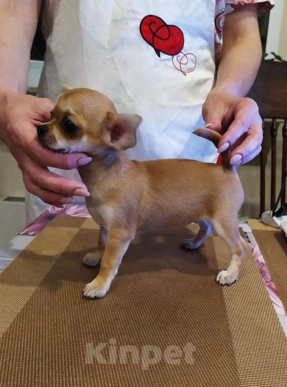 Собаки в Москве: Рыжая небольшая красавица  Девочка, 60 000 руб. - фото 9