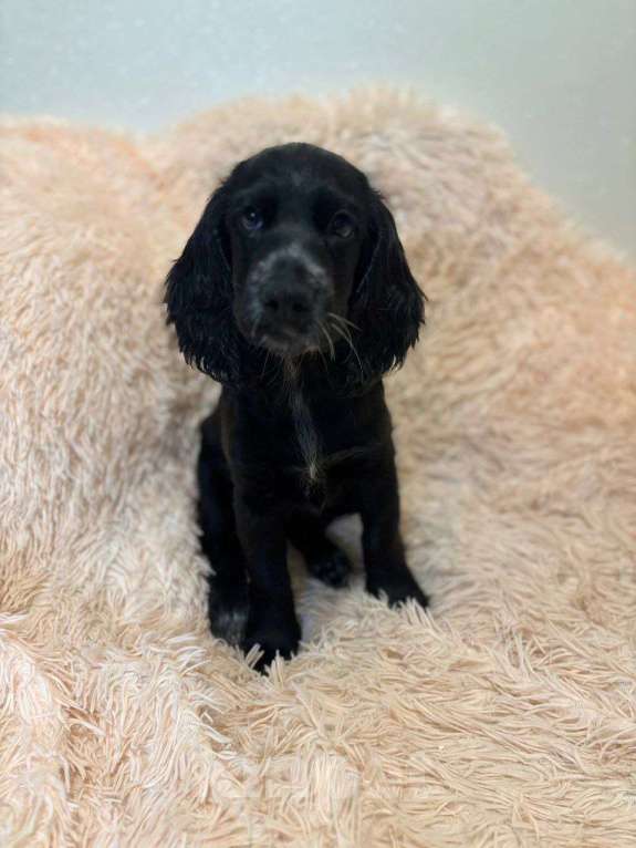 Собаки в Нижнем Новгороде: Прелестная девочка Беатриса ищет свой дом Девочка, 30 000 руб. - фото 1