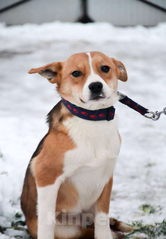 Собаки в Москве: Американский булли в добрые руки Девочка, Бесплатно - фото 2