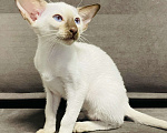 Кошки в Москве: Ориентальный котенок Мальчик, 50 000 руб. - фото 3