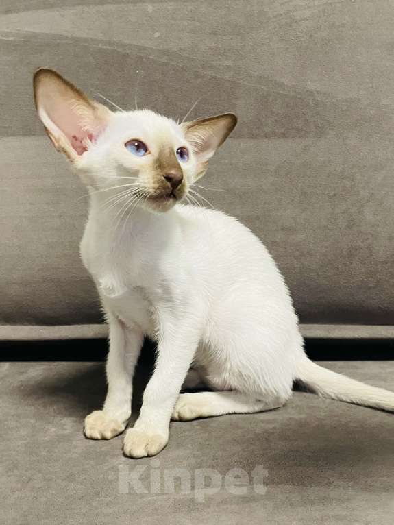 Кошки в Москве: Ориентальный котенок Мальчик, 50 000 руб. - фото 3