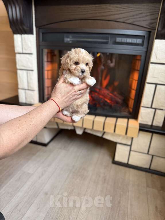 Собаки в Новосибирске: Щенок мальтипу девочка, доставка Девочка, 100 000 руб. - фото 2