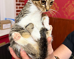 Кошки в Москве: Котёнок Масяня ищет дом Девочка, Бесплатно - фото 4