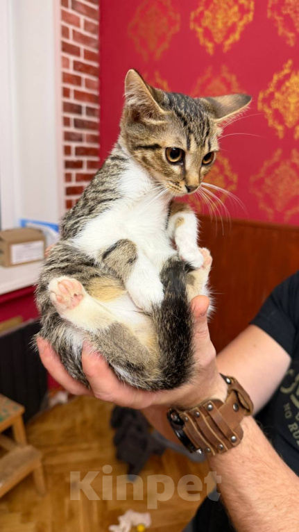 Кошки в Москве: Котёнок Масяня ищет дом Девочка, Бесплатно - фото 4