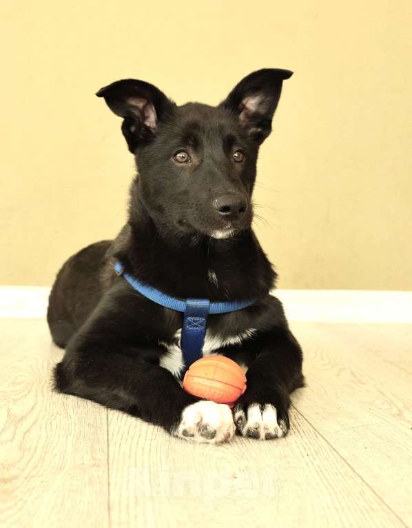 Собаки в Москве: Щенок бесплатно в Москве Мальчик, Бесплатно - фото 10