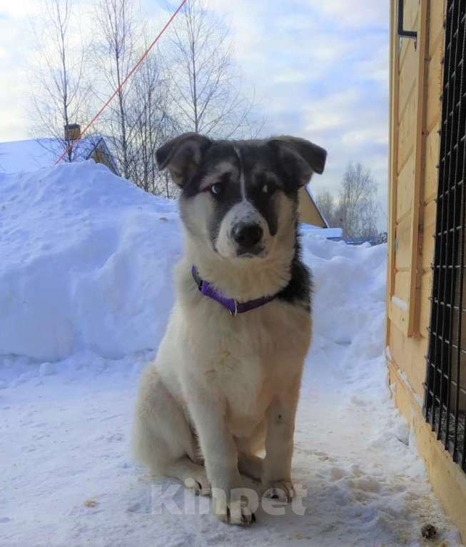 Собаки в Домодедово: Сибирская девочка 6 мес. в добрые руки Девочка, Бесплатно - фото 1