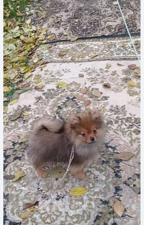 Собаки в Волгограде: Мальчики померанцы Мальчик, 30 000 руб. - фото 2