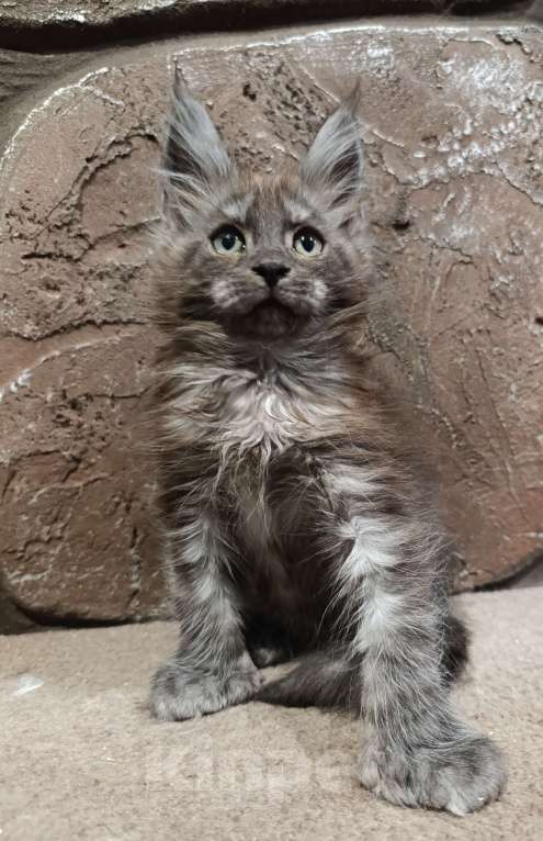 Кошки в Екатеринбурге: Котята Мейн Кун классика и полидакты Мальчик, Бесплатно - фото 8