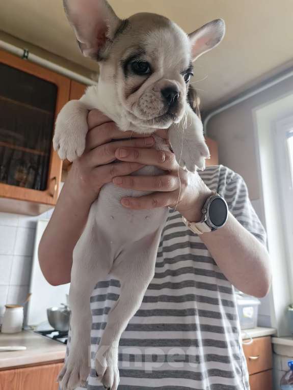 Собаки в Москве: Щенки французского бульдога Разнополые, 49 000 руб. - фото 8