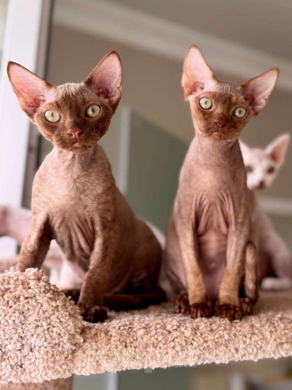 Кошки в Москве: Мальчик шоколадный Quick  Мальчик, 50 000 руб. - фото 1