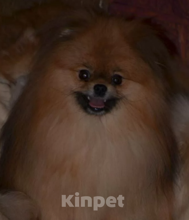 Собаки в Казани: шпиц померанский медвежонок  Девочка, 40 000 руб. - фото 4