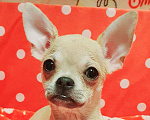 Собаки в Москве: Щенки чихуа Девочка, 30 000 руб. - фото 6