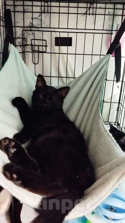 Кошки в Санкт-Петербурге: 🌟ФЛИНТ ИЩЕТ ДОМ  Мальчик, Бесплатно - фото 3