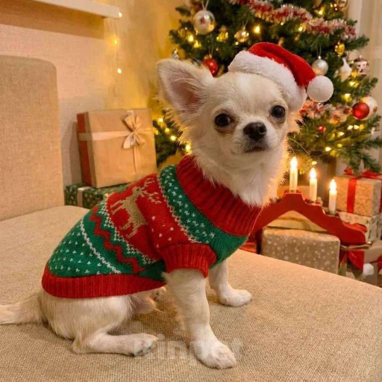 Собаки в Москве: Чихуахуа мальчик  Мальчик, 25 000 руб. - фото 2