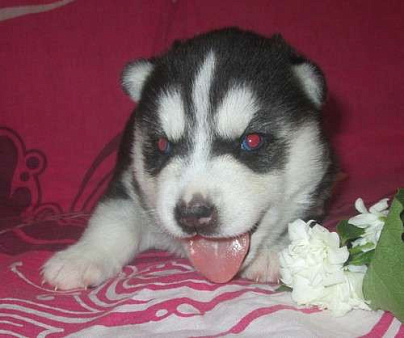 Хаски Щенки Разных окрасов