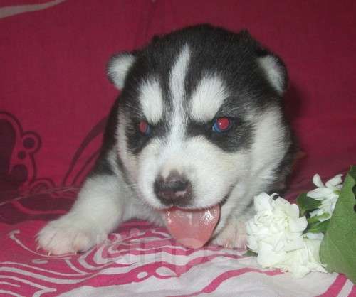 Собаки в Печоре: Хаски Щенки Разных окрасов Разнополые, Бесплатно - фото 1