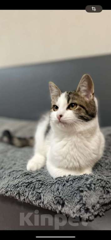 Кошки в Москве: Котенок в добрые руки Мальчик, Бесплатно - фото 2