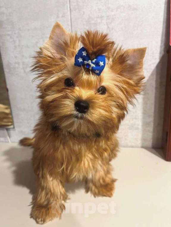 Собаки в Санкт-Петербурге: Щенок русской салонной собаки (похожи на цветных йорков) Мальчик, 50 000 руб. - фото 3