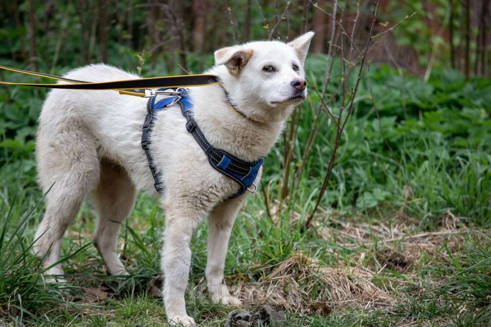 Собаки в Всеволожске: Белла 2 из приюта в добрые руки Девочка, Бесплатно - фото 9