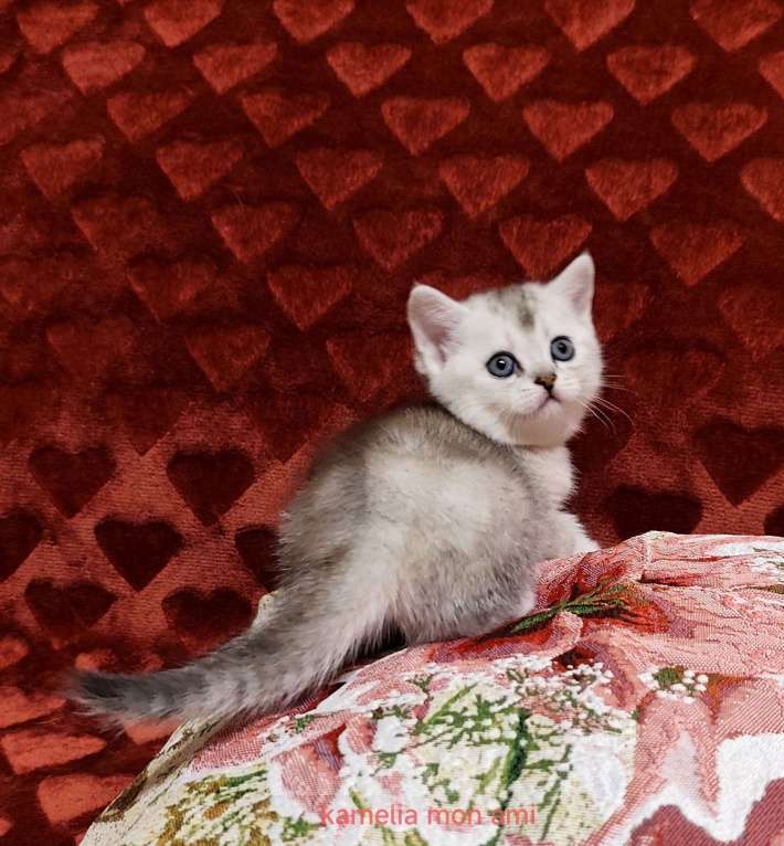 Кошки в Санкт-Петербурге: Шотландский котенок девочка Девочка, Бесплатно - фото 1