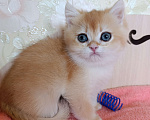 Кошки в Санкт-Петербурге: Золотая шиншилла котёнок мальчик Мальчик, 25 000 руб. - фото 1