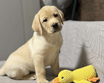Собаки в других городах Московской области: Щенок лабрадора Мальчик, 80 000 руб. - фото 8