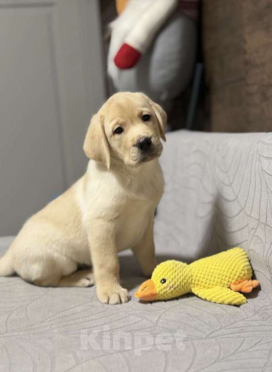 Собаки в других городах Московской области: Щенок лабрадора Мальчик, 80 000 руб. - фото 8