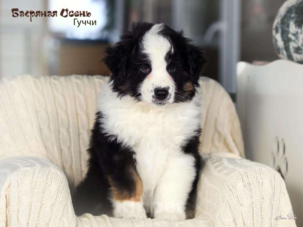 Собаки в других городах Московской области: Продается мальчик миниаусси Мальчик, 60 000 руб. - фото 4