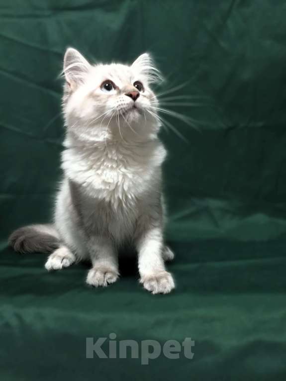 Кошки в Санкт-Петербурге: Невский маскарадный котёнок, кот Мальчик, 45 000 руб. - фото 2